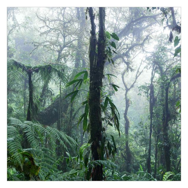 Fototapety Las chmur Monteverde