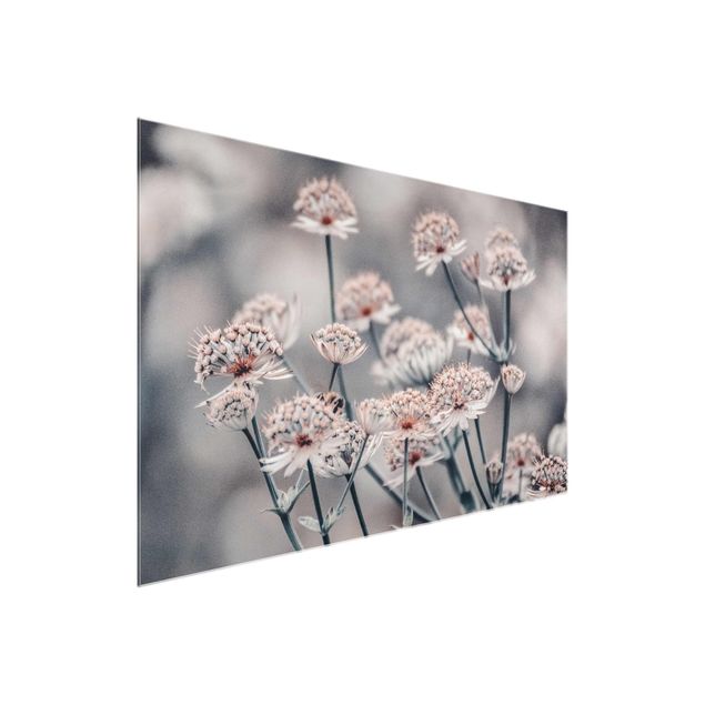 Obrazy do salonu nowoczesne Mistyczna krzewinka kwitnąca
