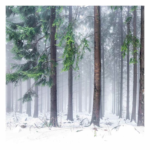 Fototapeta - Drzewa iglaste zimą