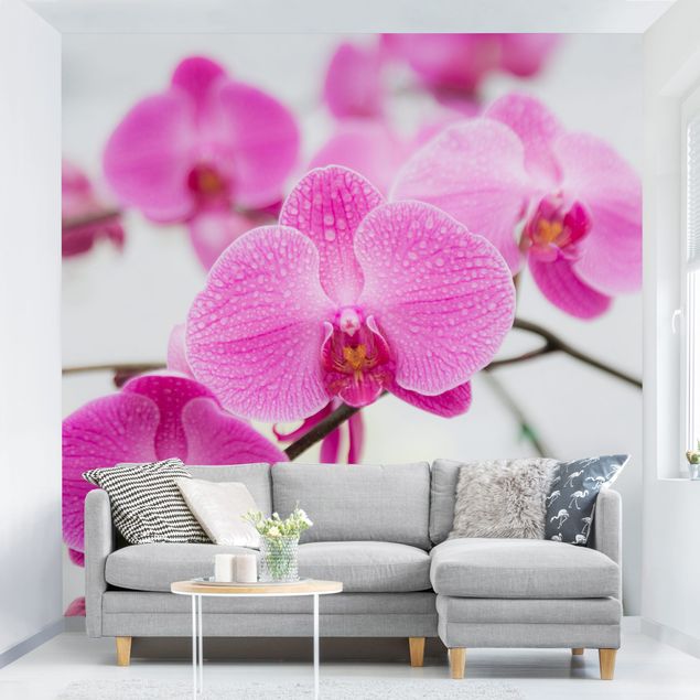 Fototapety orchidea Storczyk z bliska