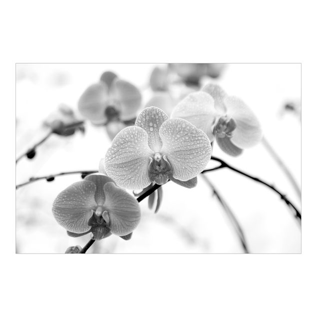 Fototapeta - Czarno-biała orchidea z bliska