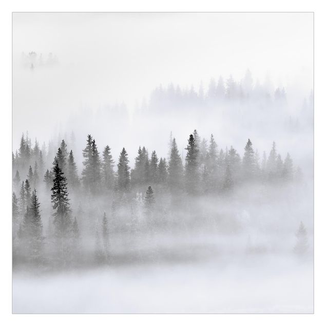 Fototapeta - Fog In The Fir Forest Black And White