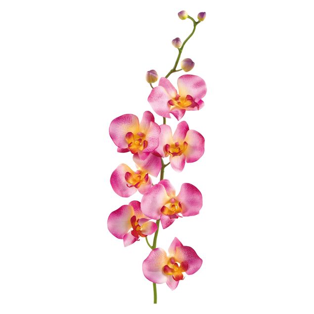 Dekoracja do kuchni Nr 177 Orchidea różowa II