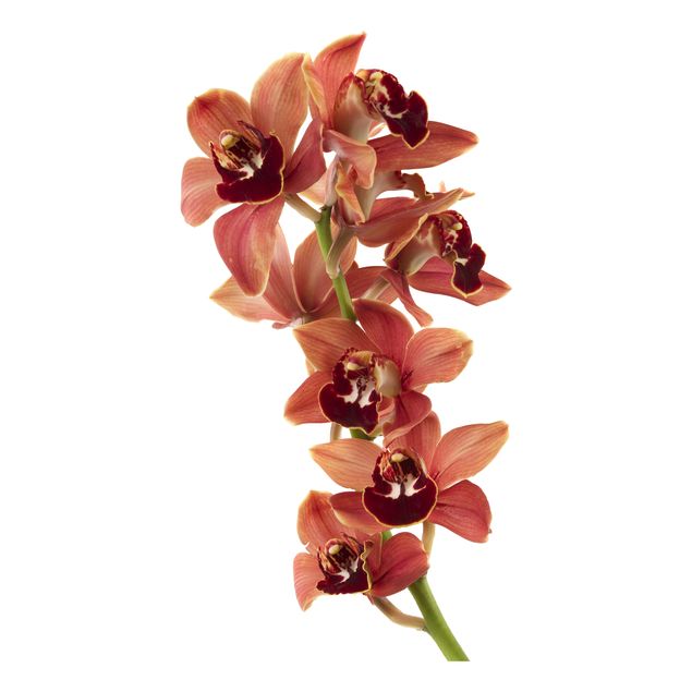 Dekoracja do kuchni Nr 180 Czerwień orchidei II