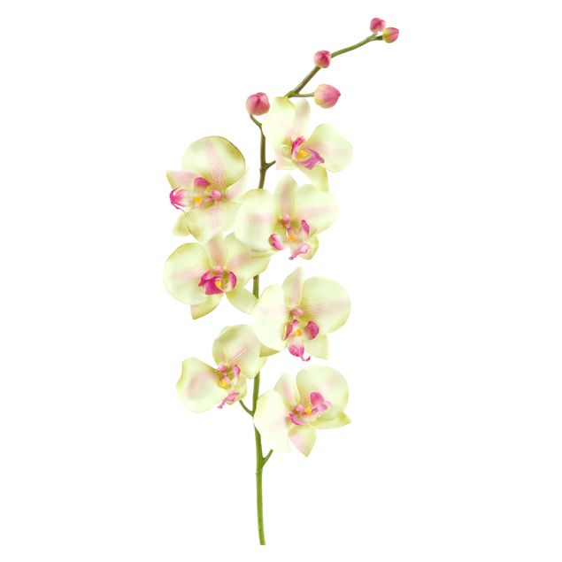 Dekoracja do kuchni Nr 190 Orchidea biała II