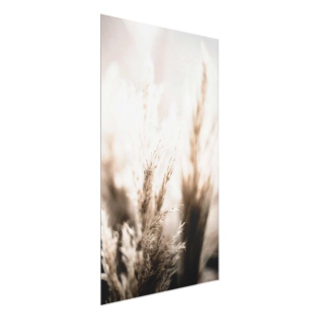 Obrazy nowoczesne Trawa pampasowa w cieniu