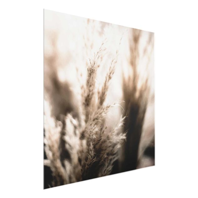 Obrazy nowoczesne Trawa pampasowa w cieniu