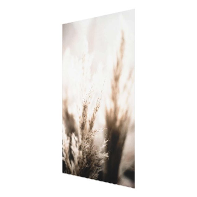 Obrazy kwiatowe Trawa pampasowa w cieniu