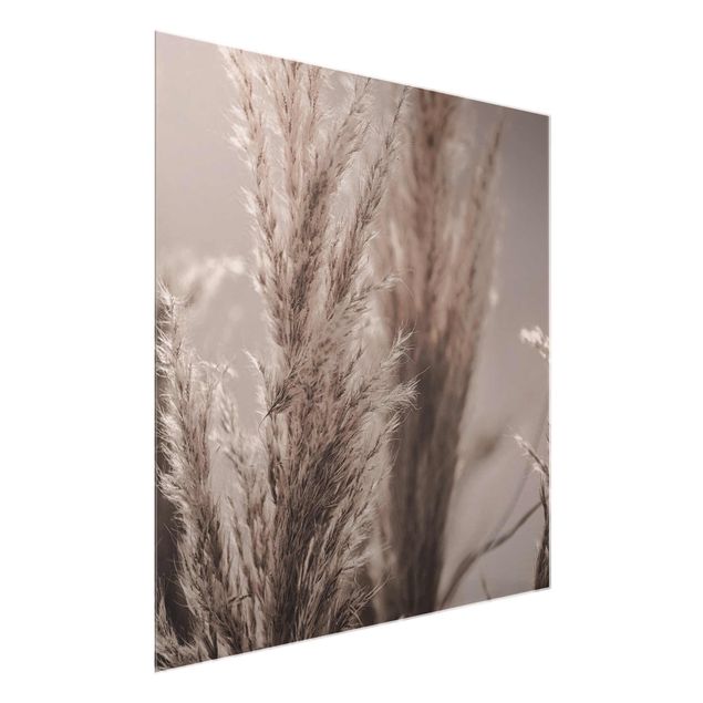 Obrazy nowoczesne Trawa pampasowa późną jesienią