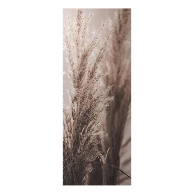 Obraz brązowy Trawa pampasowa późną jesienią