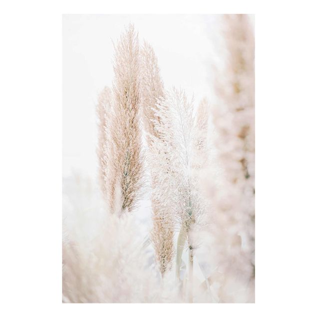 Obrazy kwiatowe Trawa pampasowa w białym świetle