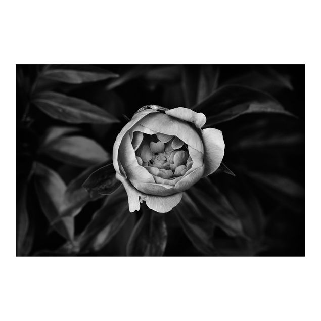Fototapeta - Kwiat piwonii na tle liści czarno-biały