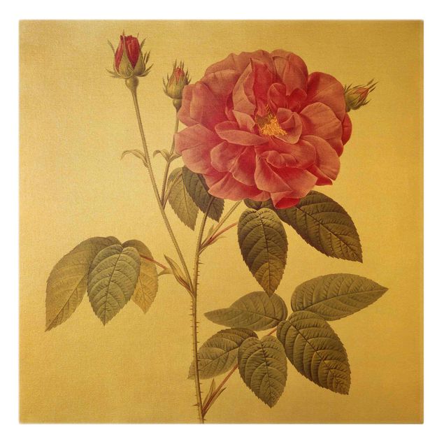 Obraz vintage Pierre Joseph Redouté - Róża aptekarska