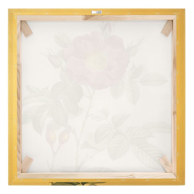 Obrazy z motywem kwiatowym Pierre Joseph Redouté - Róża portlandzka