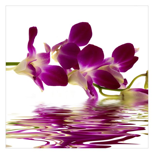 Fototapeta - Wody różowej orchidei