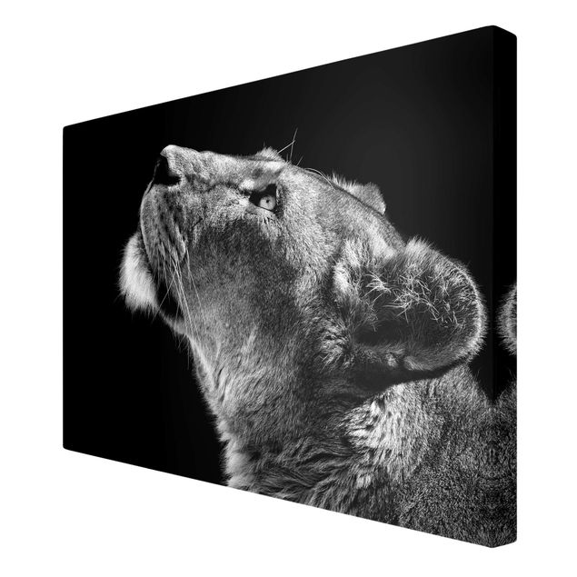 Czarno białe obrazy Portret lwicy