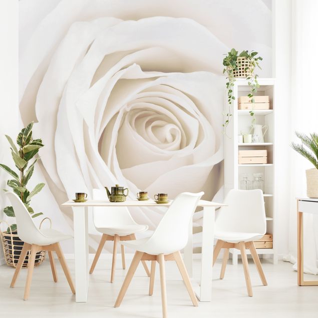 Beżowa tapeta Piękna biała róża