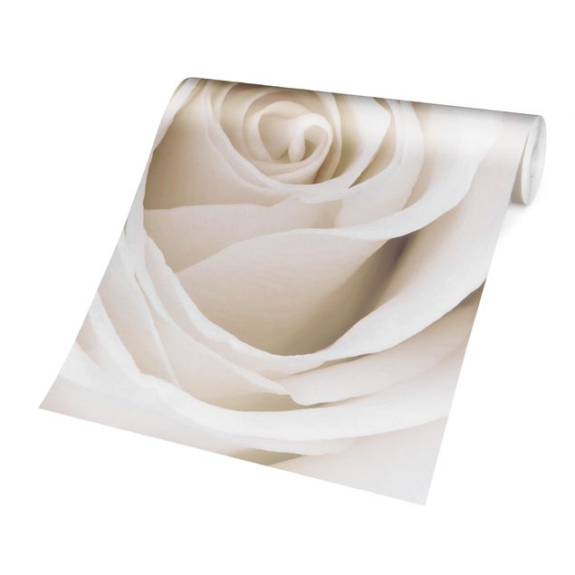 Tapety na ściany Piękna biała róża