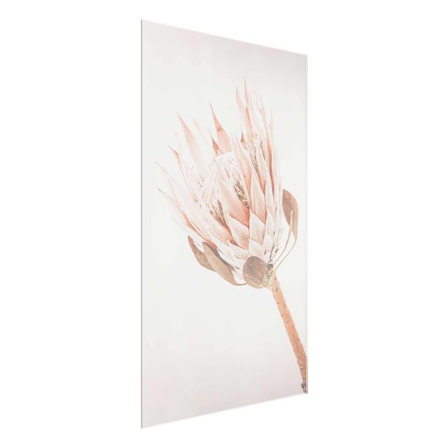 Obrazy nowoczesny Protea Królowa kwiatów