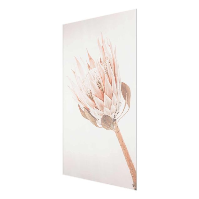 Obrazy motywy kwiatowe Protea Królowa kwiatów
