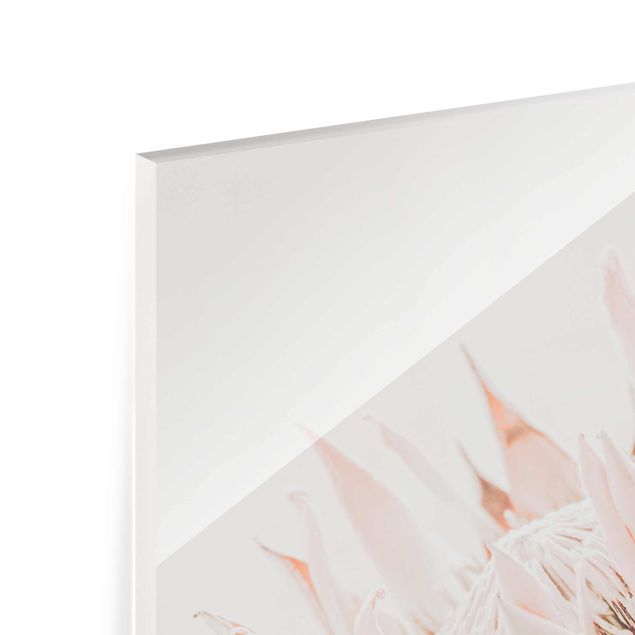 Obrazy Protea Królowa kwiatów