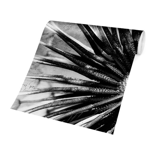 Fototapeta Dandelion czarno-biały