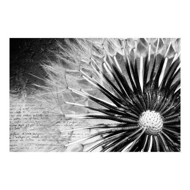 Fototapeta - Dandelion czarno-biały