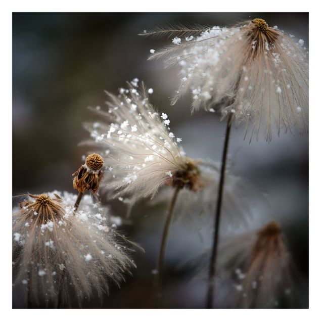Fototapety Dandeliony z płatkami śniegu