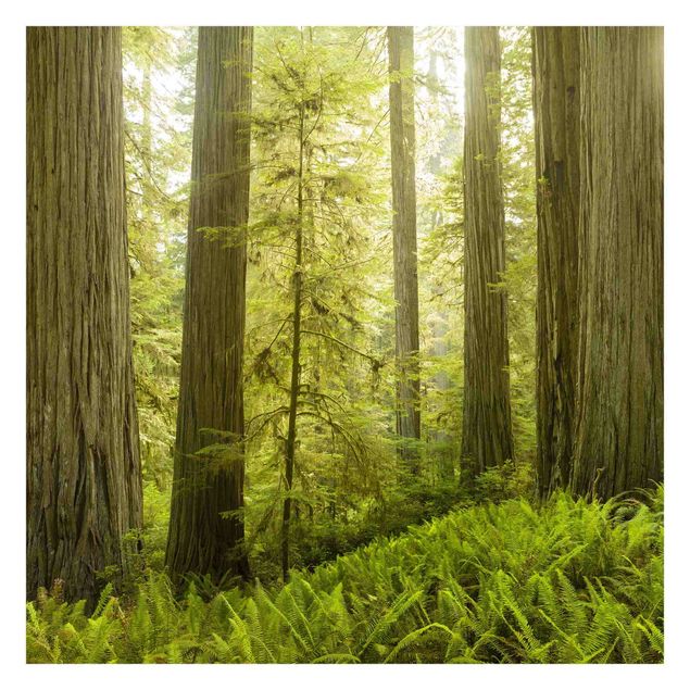 Fototapeta Redwood State Park Forest widok na las