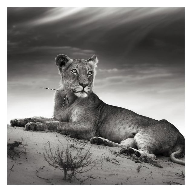 Fototapeta - Gniazdujący lew