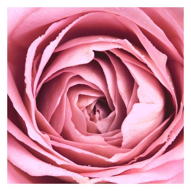 Fototapety Różowy kwiat róży