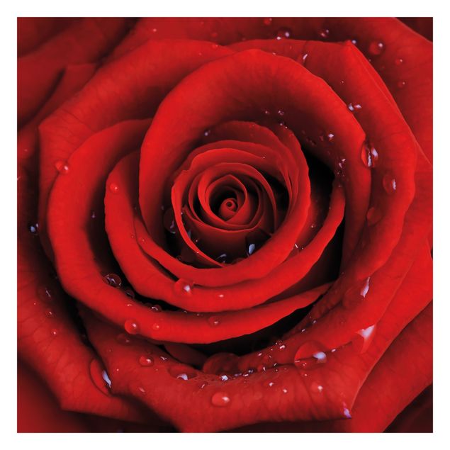 Fototapeta Róża czerwona z kroplami wody