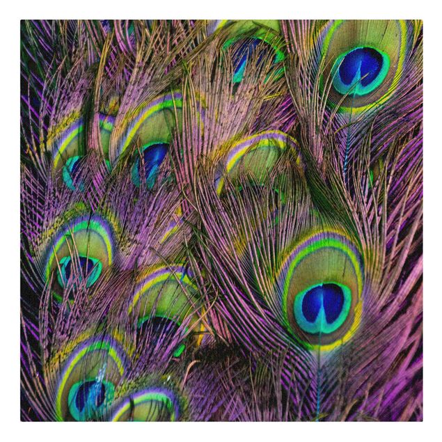 Obrazy kolorowe Olśniewające pawie pióra