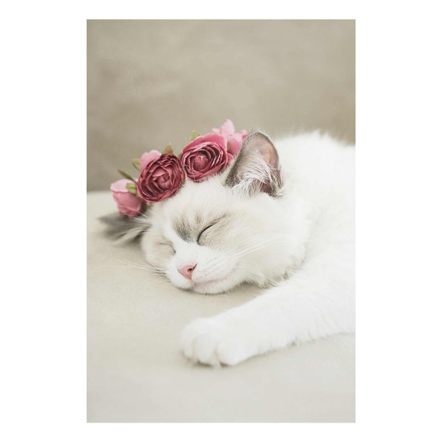 Obrazy na szkle zwierzęta Śpiący kot z różami