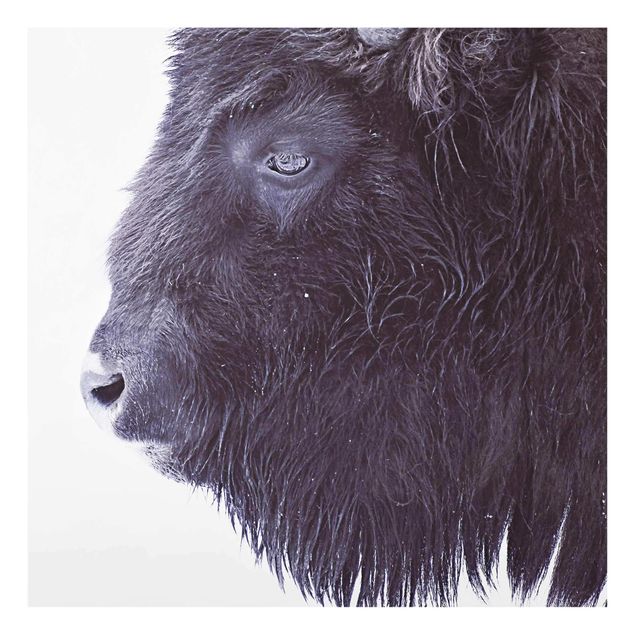 Obrazy nowoczesne Portret czarnego bizona
