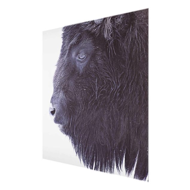 Obrazy zwierzęta Portret czarnego bizona