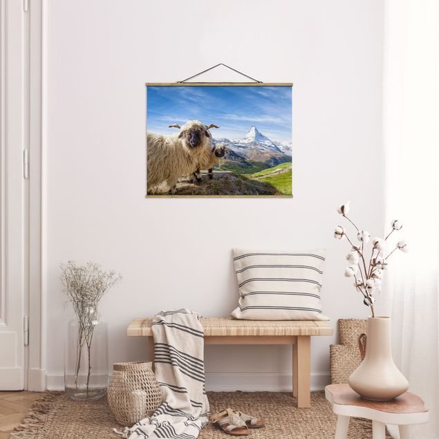 Obrazy Szwajcaria Czarnonose owce z Zermatt