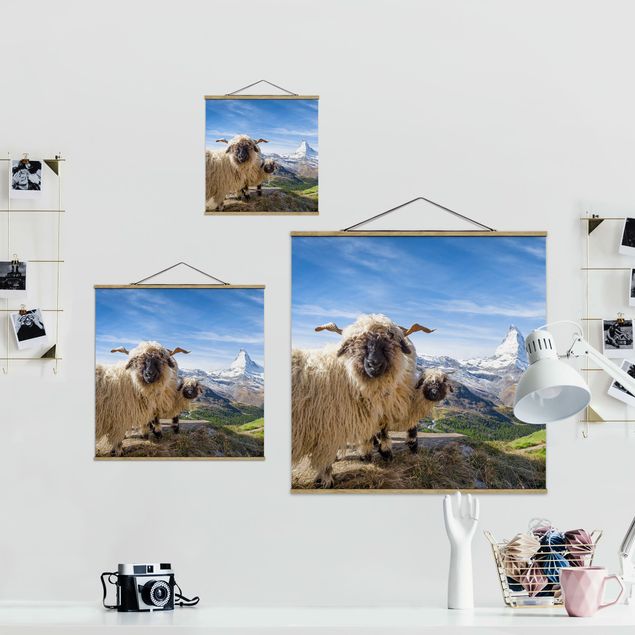 Obrazy krajobraz Czarnonose owce z Zermatt
