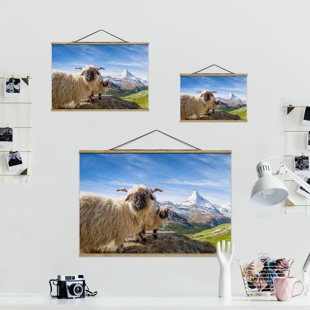 Obrazy krajobraz Czarnonose owce z Zermatt