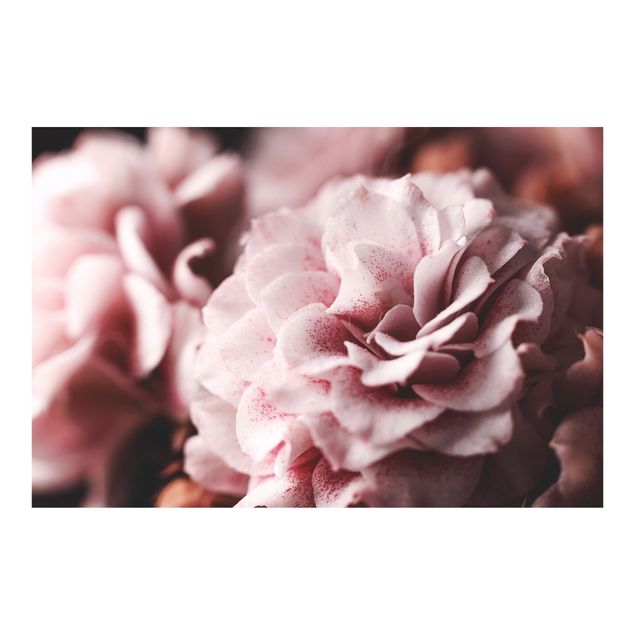 Fototapety Pastelowa róża Shabby Pink