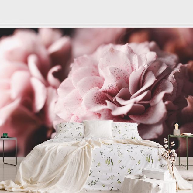 Fototapeta różowa Pastelowa róża Shabby Pink