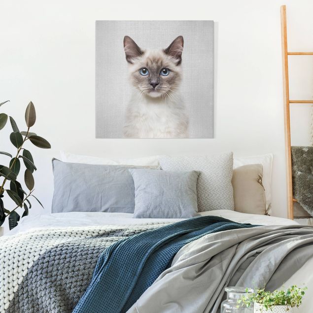 Obrazy nowoczesne Siamese Cat Sibylle