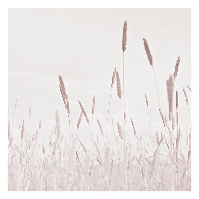 Fototapeta - Letnia trawa trzcinnikowa