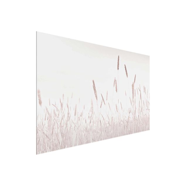 Obrazy nowoczesny Letnia trawa trzcinnikowa