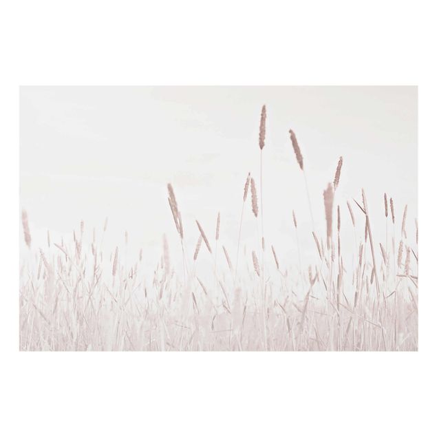 Obrazy motywy kwiatowe Letnia trawa trzcinnikowa