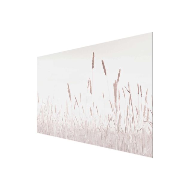 Obrazy Letnia trawa trzcinnikowa