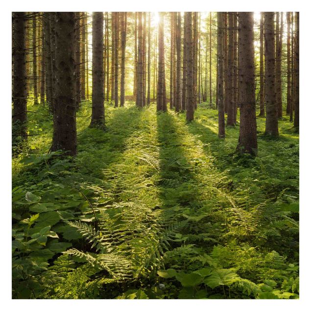 Fototapety Promienie słońca w zielonym lesie