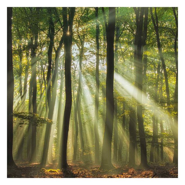 Fototapeta - Słoneczny dzień w lesie