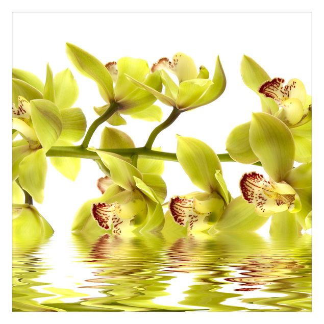 Fototapeta - Wspaniałe wody orchidei