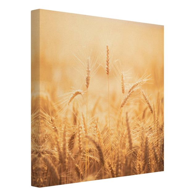 Obrazy drukowane na płótnie Kłosy kukurydzy z blachy stalowej